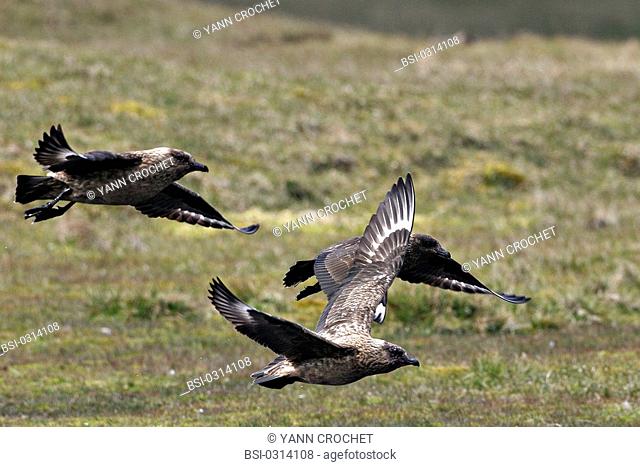 Great skua Great skuas Stercorarius skua, Shetland Islands, Scotland. Stercorarius skua  Great skua  Skua  Stercorariid  Seabird  Bird