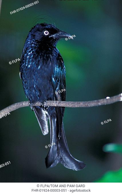 Hair-crested Drongo Dicrurus hottentottus Perched on branch S