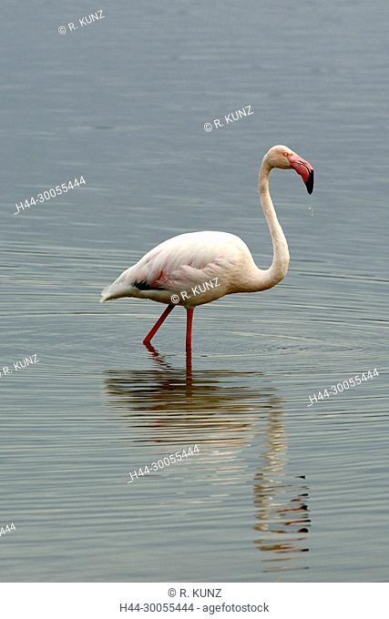 Greater Flamingo, Phoenicopterus ruber, Phoenicopteridae, Flamingo, adult, bird, animal, Aiguamolls de l'Emporda, Nature reserve, Castello d'Empuries