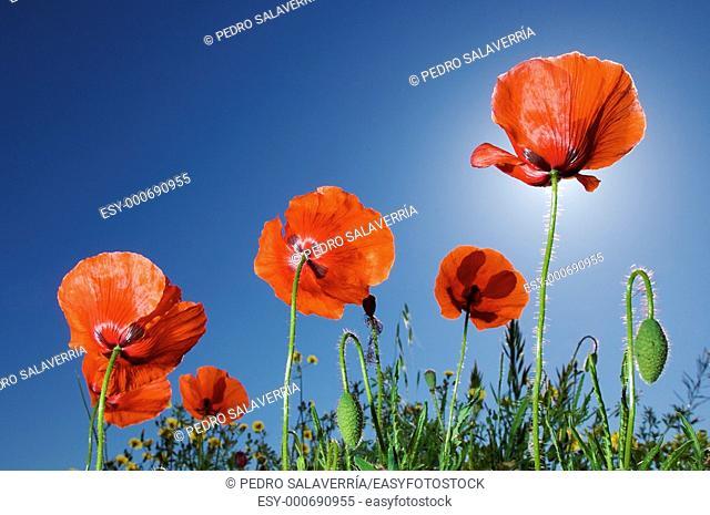 group of poppies with blue sky