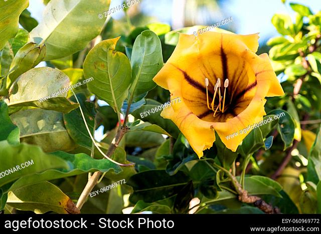 Big flower of Solandra maxima, cup of gold vine, golden chalice vine. Gran Canaria, Spain