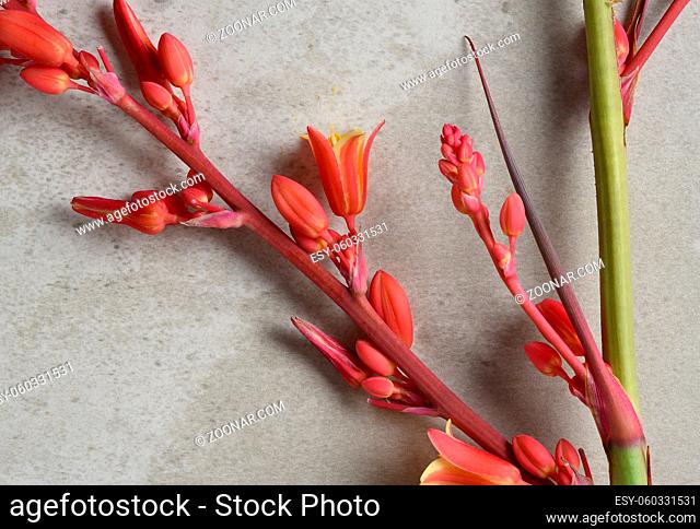 Closeup of the flowers of the Red Yucca, Hesperaloe parviflora on a gray mottled background