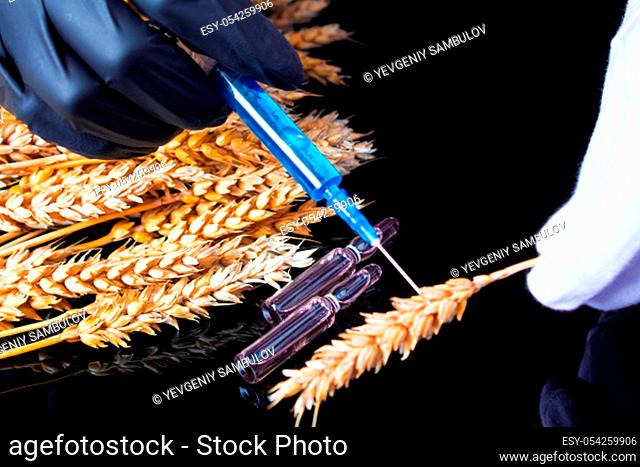 A lab technician holds a syringe with a chemical in his hands and tests wheat and grains for GMO. Genetically modified products