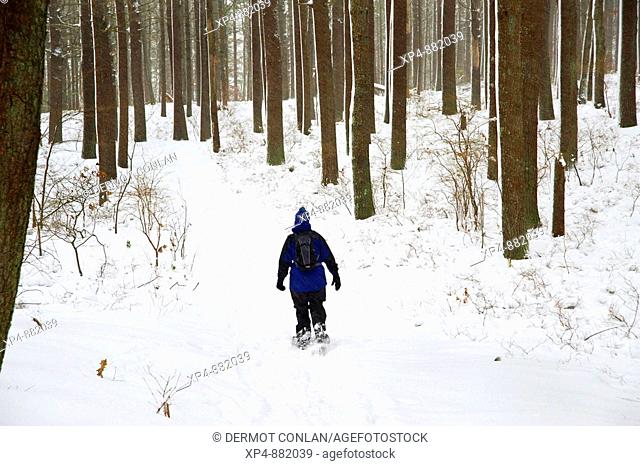 Woman in hat and blue jacket walking along a trail through the woods on snow shoes during a light snowfall
