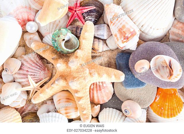 Shells and starfish on sandy beach. Summer background. Summer concept . Starfish with sand as background