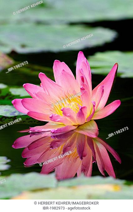 Water Lily (Nymphaea), lily pond, Stuttgart, Baden-Wuerttemberg, Germany, Europe NON EXCLUSIVE USAGE FOR CALENDAR, 2015, TERRITORY: D, A, CH