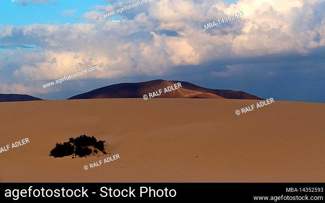 Spain, Canary Islands, Fuerteventura, El Jable dune area, morning light, cloudy day, sand, large extensive dune, green shrub in foreground