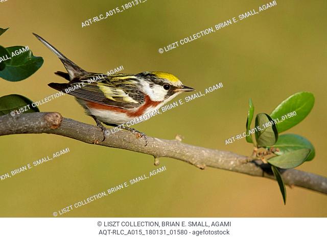 Male Chestnut-sided Warbler, Chestnut-sided Warbler, Setophaga pensylvanica