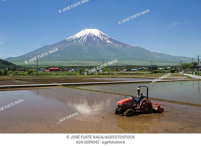 Japan, Yamanashi Province, Near Oshino Mura, rice field