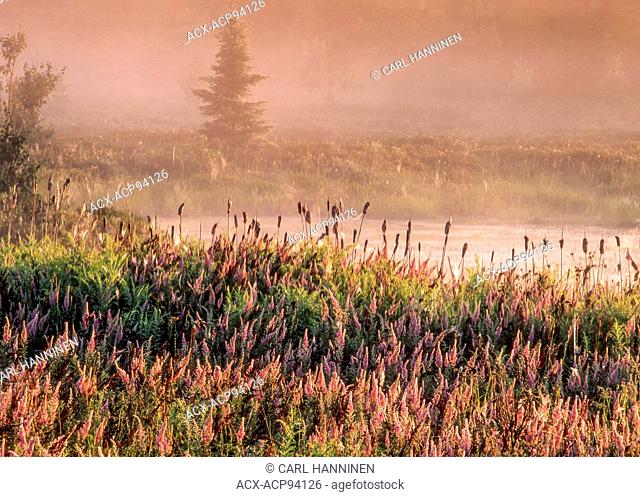 Steeplebush (Spiraea tomentosa) in field, early morning, Wanup, Ontario, Canada