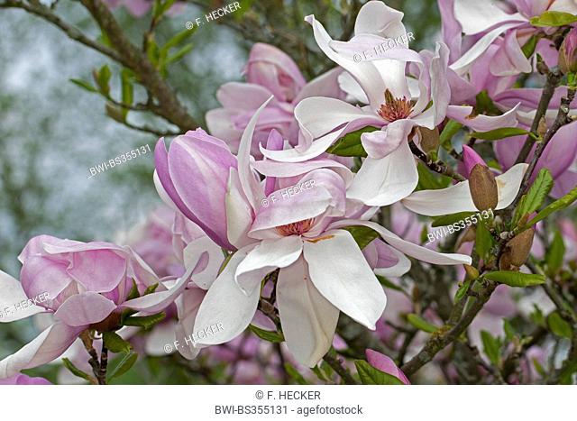 Purpur-Magnolie (Magnolia 'Ricki', Magnolia Ricki), cultivar Ricki