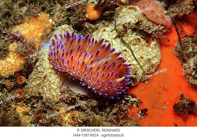 Nudibranche, Godiva quadricolor, South Africa, Tsitsikamma, Indian Ocean, nudibranches, poisonous, colorful, toxical