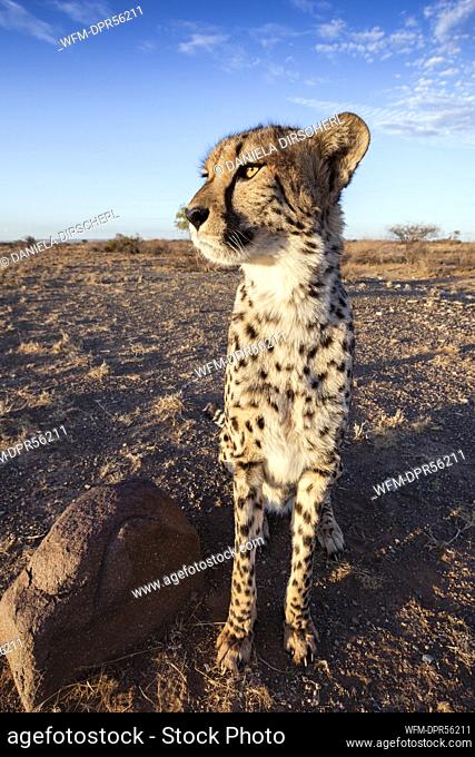 Male subadult Cheetah, Acinonyx jubatus, Kalahari Basin, Namibia