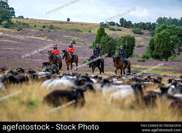 04 August 2023, Lower Saxony, Niederhaverbeck: Police riders and riders from Johanniter-Unfall-Hilfe ride past a herd of Schnuckens in the Lüneburg Heath Nature...