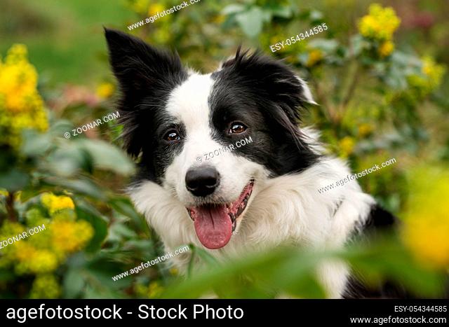 Border collie dog sits between mahonia branches