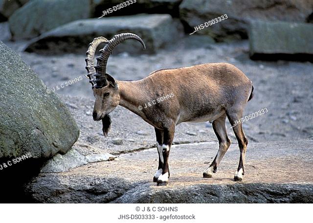 Nubian Ibex, Capra ibex nubiana, Africa, adult male on rock