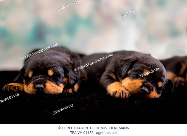 Sleeping Rottweiler puppies