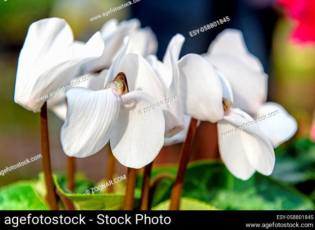 Close-up beautiful white Cyclamen, Cyclamen Persicum, Persian Cyclamen flower