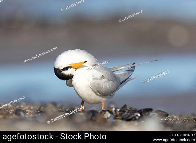 Little Tern (Sterna albifrons) Adult preening. Germany