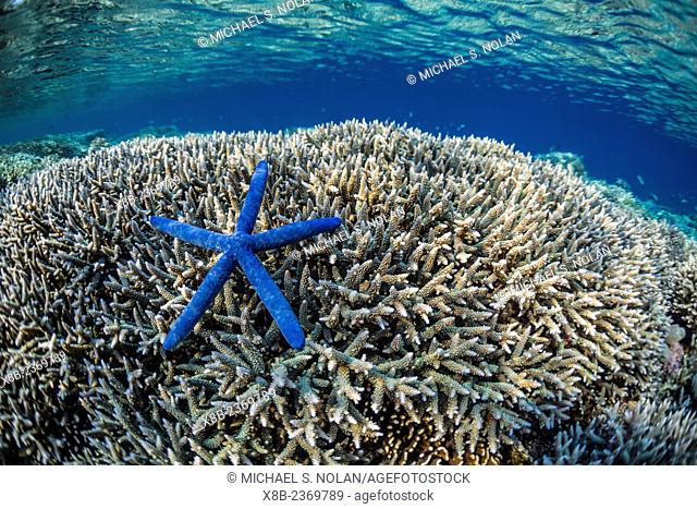Hard and soft corals and sea star underwater on Sebayur Island, Komodo National Park, Indonesia