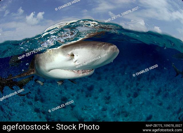 Lemon shark on the surface  Date: 07/11/2003  Ref: ZB775-109078-0027  COMPULSORY CREDIT: Oceans Image/Photoshot