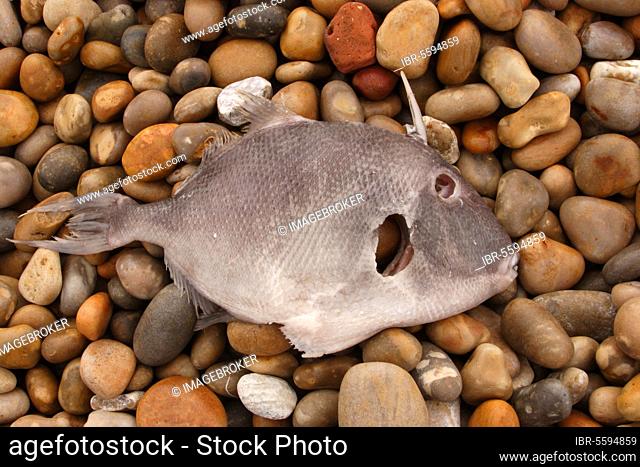Grey Triggerfish (Balistes capriscus) dead, eyes and gills pecked out, washed-up on beach, Chesil Beach, Dorset, England, United Kingdom, Europe
