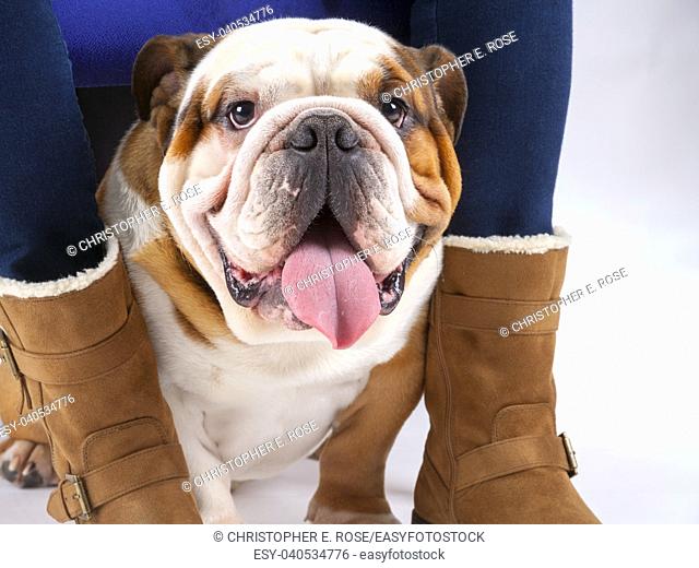 A young traditional British Bulldog sits on a white seamless background under his mistresses chair looking at the camera