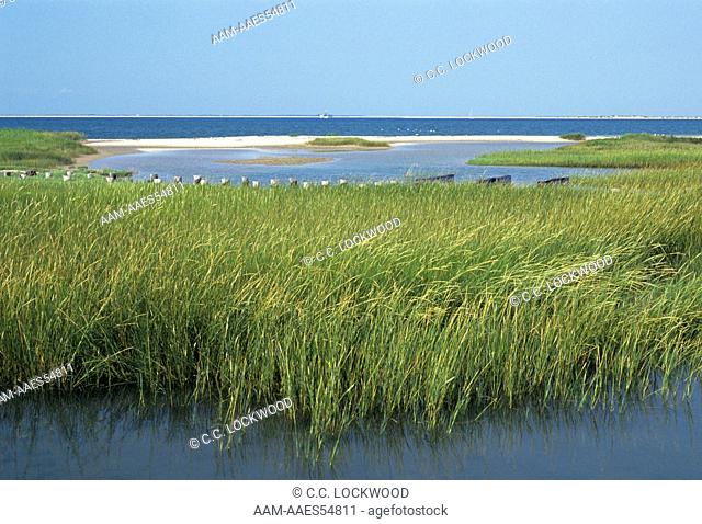 Wiregrass Marsh, Cape Lookout National Seashore, North Carolina
