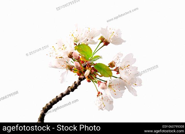 Kirschblüte (Prunus avium) - Flowering cherry (Prunus avium)
