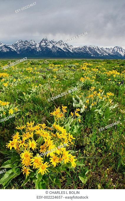 Arrowleaf Balsamroot Balsamorhiza sagittata flowers and the Teton Mountains in early summer, Grand Teton National Park, Teton County, Wyoming, USA