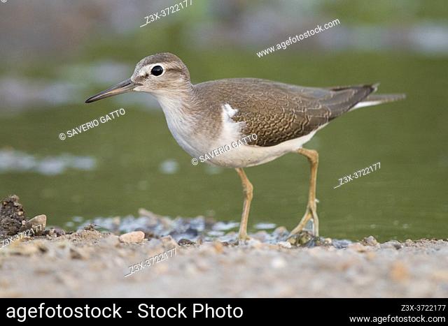 Common Sandpiper (Actitis hypoleucos), side view of a juvenile standing in a pond, Campania, Italy