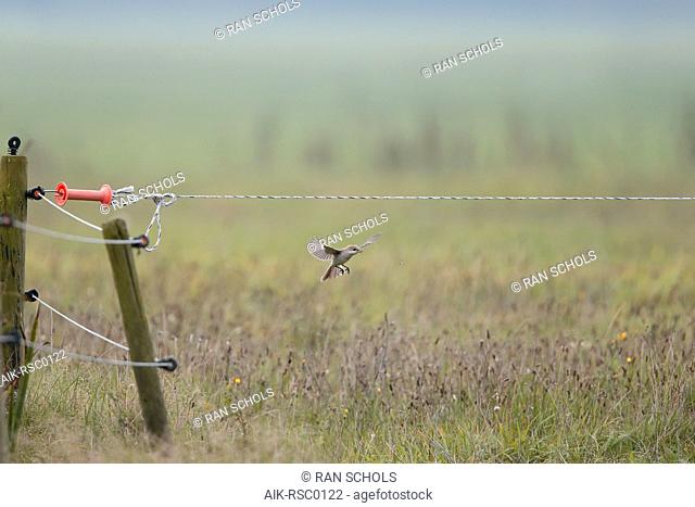 First-winter Woodchat Shrike (Lanius senator) in flight