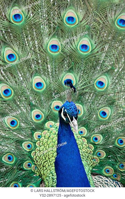 Peacock showing feathers. Exotic bird plumage. Wildlife pattern with eyes