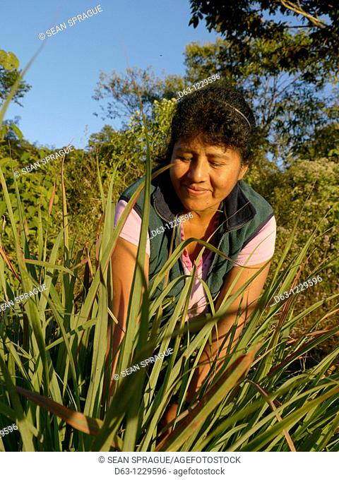 BOLIVIA Alejandra Roque, Gendra Colque and Domitila Apaza harvesting organic lemongrass in the hills above Santa Fe, near Caranavi