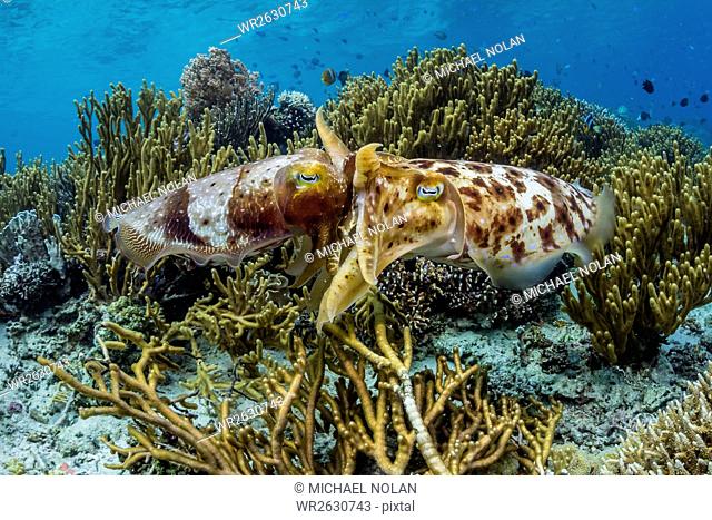 Adult broadclub cuttlefish (Sepia latimanus) mating on Sebayur Island, Flores Sea, Indonesia, Southeast Asia, Asia