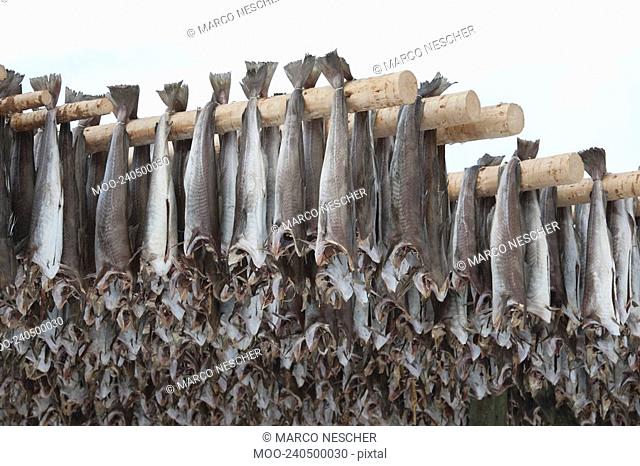 Dried cod stockfish in Loftofen Norway for export to Italy