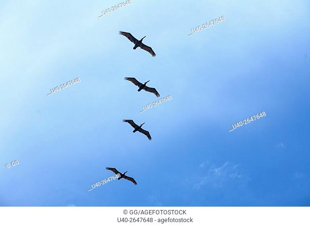 Silhouette of Pelicans against blue sky