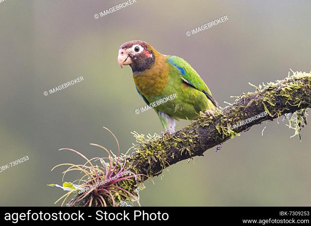 Brown-hooded parrot (Pyrilia haematotis) sitting on branch, Alajuela Province, San Carlos, Boca Tapada, Costa Rica, Central America