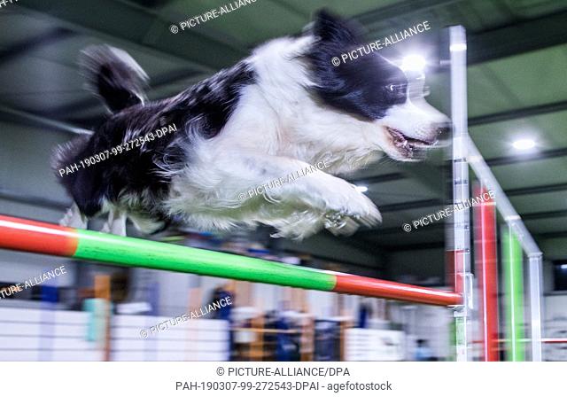 15 February 2019, Schleswig-Holstein, Barteheide: Shepherd dog collie mix ""Gino"" jumps over an obstacle during agility training in the indoor training hall...