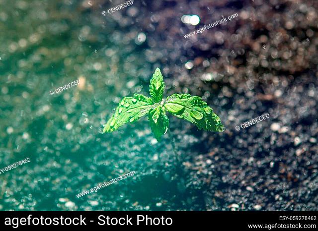 A cannabis seedling of small plant. cultivation in an indoor marijuana Macro. Seedling in the ground in the sun, The stage of vegetation hemp