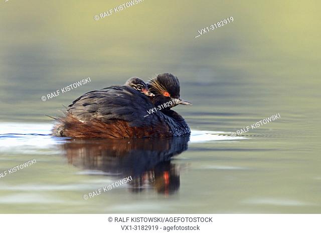 Black-necked Grebe / Eared Grebe ( Podiceps nigricollis ), carrying its chick, gathering a hatchling on its back