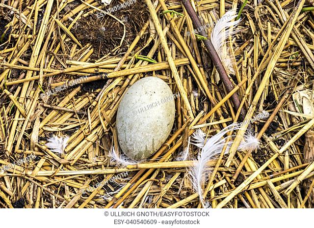 Bird nest with egg, here swan's egg, from above