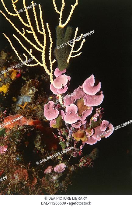 Mesophyllum expansum, Hapalidiaceae. Mediterranean Sea