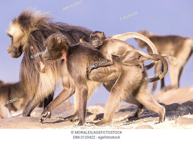 Africa, Ethiopia, Rift Valley, Debre Libanos, Gelada or Gelada baboon (Theropithecus gelada), adult female with a baby, a male in the background
