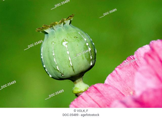 Opium poppy  Papaver somniferum  boll with short cuts to get pure opium . Helps with nervousness and sleeplessness . Effects : expectorant , soothing