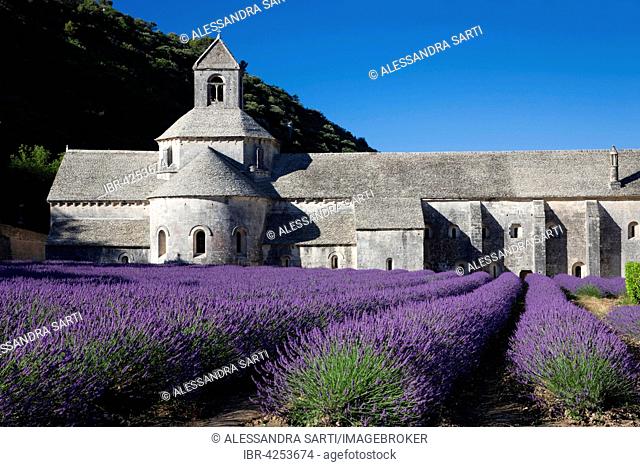Cistercian abbey Abbaye Notre-Dame de Senanque with lavender field, Vaucluse, Provence, Provence-Alpes-Côte d'Azur, France