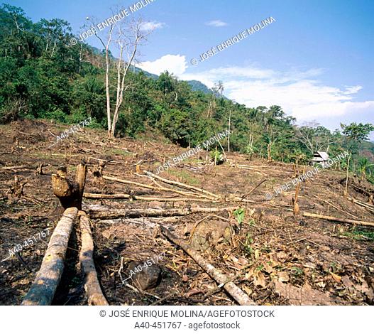 Deforestation in the rain forest. Amazon basin. Deforestation Peru