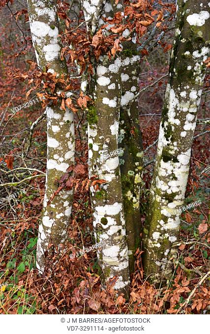 Lichens on beech trunks. This photo was taken in Monte Santiago Natural Monument, Burgos province, Castilla-Leon, Spain