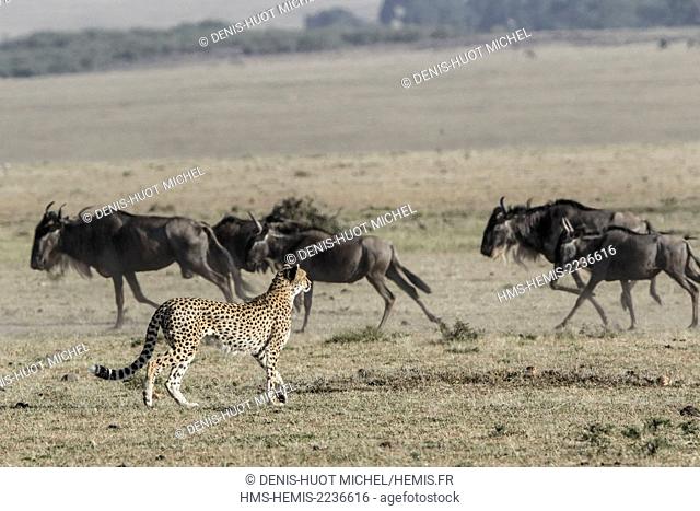 Kenya, Masai Mara game reserve, cheetah (Acinonyx jubatus), hunting a wildebeest