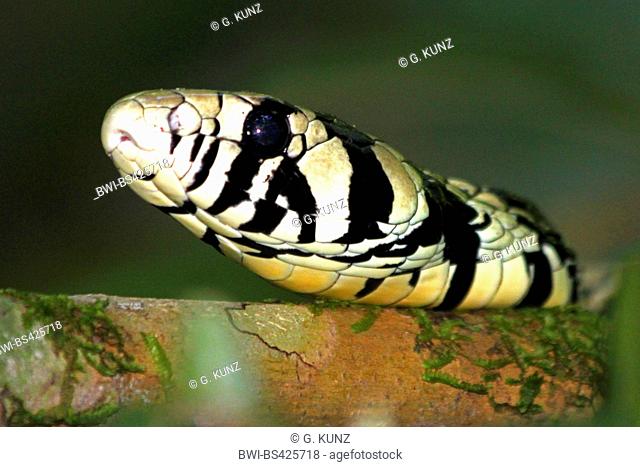 Tropical chicken snake, Tiger Ratsnake (Spilotes pullatus), Portrait, Costa Rica